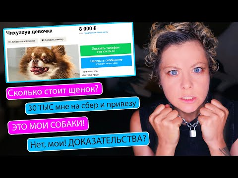 Видео: Я В ШОКЕ ОТ ПЕРЕПИСКИ С НЕЗНАКОМЦЕМ! ПРОДАЁТ МОИХ СОБАК