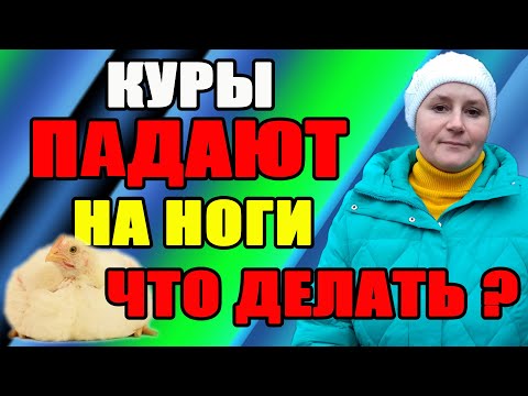Видео: Почему куры падают на ноги. Как спасти курицу.