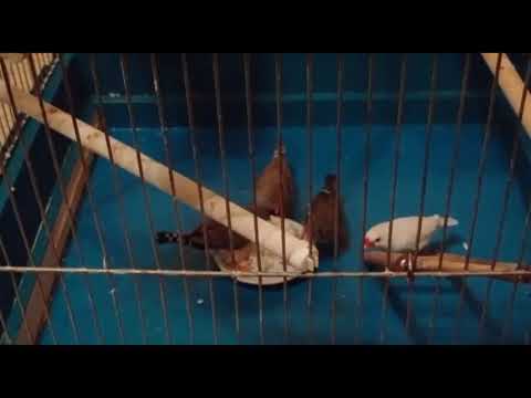 Видео: Амадины! Амадины уход и содержание.