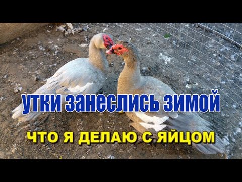 Видео: МУСКУСНАЯ УТКА ЗАНЕСЛАСЬ ЗИМОЙ, ХОРОШО ЛИ ЭТО...