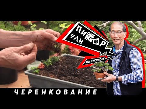 Видео: Как Размножать и Черенковать Бонсай