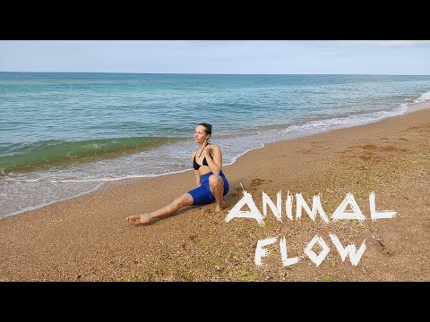Видео: Animal Flow пробная тренировка для начинающих