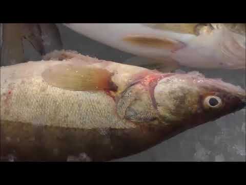 Видео: Речной Судак  в  Автоклаве Нефор 20/4  приготовлен в масле.