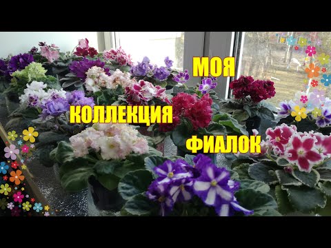 Видео: Моя коллекция фиалочек. Особенности ухода.