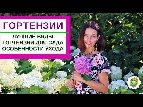 Видео: Лучшие виды  ГОРТЕНЗИИ для сада//особенности ухода