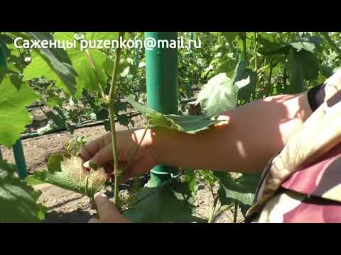 Видео: Поражение листьев винограда ветром в 2018 году (Пузенко Наталья Лариасовна)