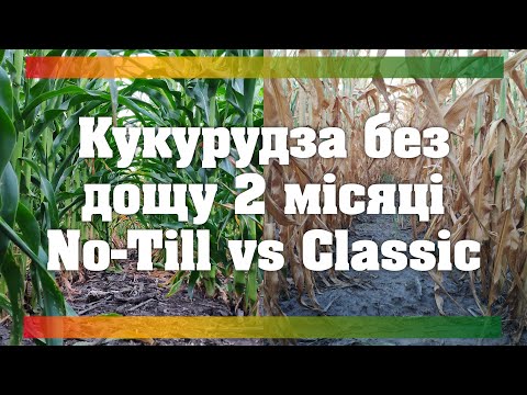Видео: Кукурудза без Дощу 2 Місяці No-Till vs Classic