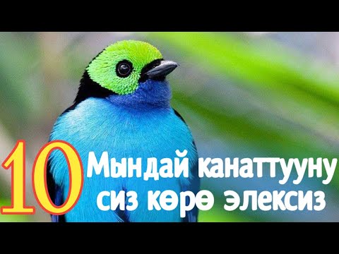 Видео: ТОП-10 Эң сейрек кездешүүчү канаттуулар/КЫРГЫЗЧА