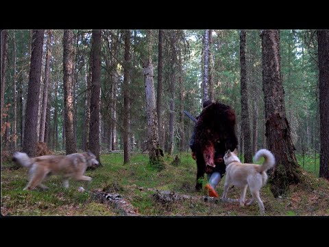 Видео: Сезон медведя 13. Добыча наша !!!