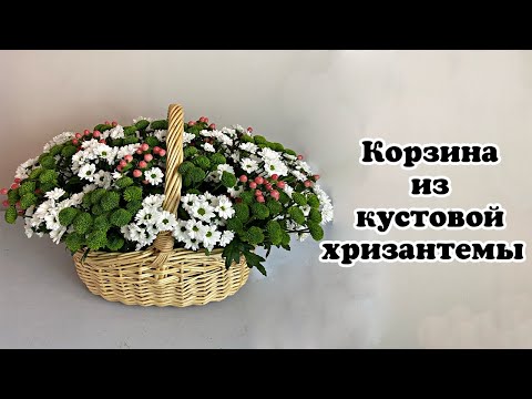 Видео: Корзина из кустовой хризантемы. Флористика