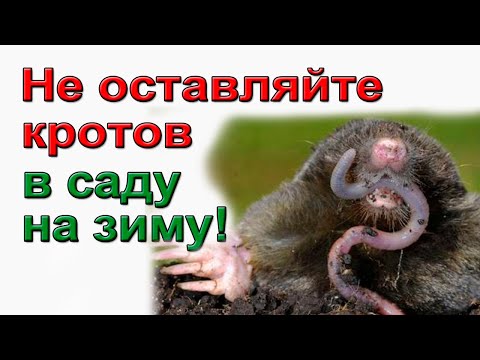 Видео: Как избавиться от кротов на участке.  100% способ!