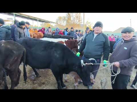 Видео: БАЗАР АРЗАНЫП КАЛДЫМЫА ? 9 НОЯБР 2025 ЖЫЛ ШЫМБАЙ МАЛ БАЗАР БАХАЛАРЫ 
