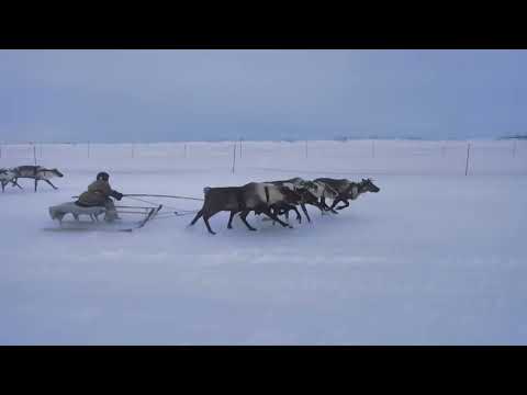 Видео: День оленевода 2025