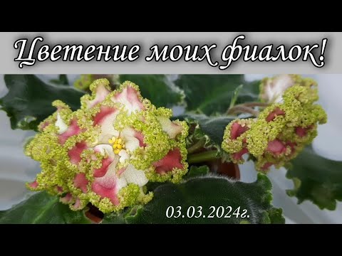 Видео: Цветение моих фиалок! Новинок и не только! 03.03.2024г.