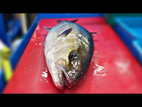 Видео: Дорогая и первоклассная рыба.  отличный амберджек!