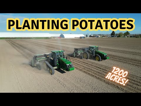 Видео: Посадка картофеля: огромные поля, мощная техника! Тракторы John Deere! Сеялки Lockwood!