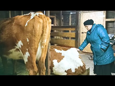 Видео: КТО НА САМОМ ДЕЛЕ ДОИТ МОИХ КОРОВ?! 😲НАНЯЛА ТРЁХ ДОЯРОК....