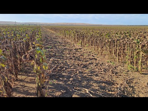 Видео: Уборка подсолнечника на Тамани скоро,а что это за прокосы ? 