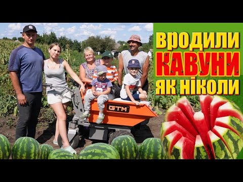 Видео: 🇺🇦НІКОЛИ так не РОДИЛИ 🍉 а тут МЕГА УРОЖАЙ. Незнали що робить, зробили дистилят