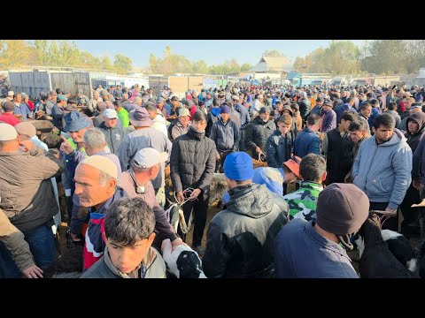 Видео: БЕҲТАРИН МОЛБОЗОР ДАР НОҲИЯИ ҚУМСАНГИР ТАМОШОИ БАРҲАВО ДӮСТОН 