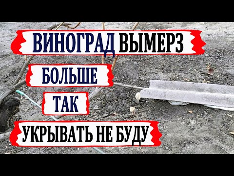 Видео: 🍇 После ЭТОГО УКРЫТИЯ ВИНОГРАДА ВЫМЕРЗЛО 70% почек. Как я укрывать виноград больше не буду?