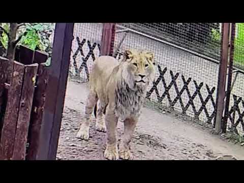 Видео: Из Архива. Иванко, ты Иванко Сорочка вышиванка