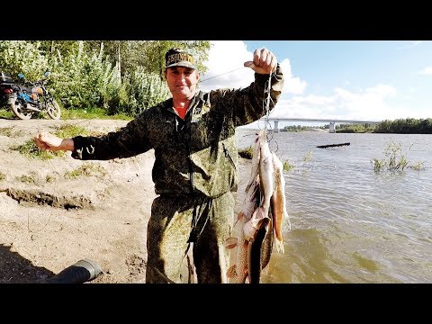 Видео: Как Ловить Щук на Жерлицы! Река Чулым, Отличный улов!