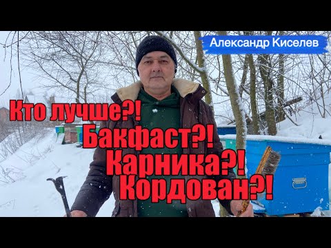 Видео: Кто лучше?! Бакфаст, карника или кордован? В гостях у Александра Киселева…