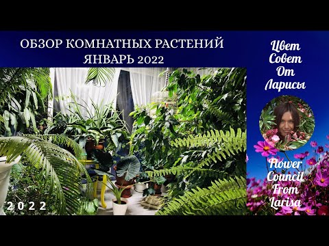 Видео: ОБЗОР КОМНАТНЫХ РАСТЕНИЙ ЯНВАРЬ 2022