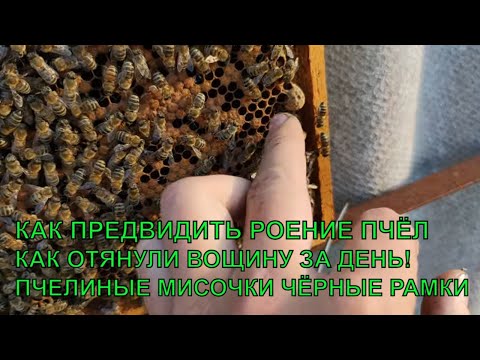 Видео: Как предвидеть роение, чёрные рамки и пчелиные мисочки  разных видов🐝🐝🐝
