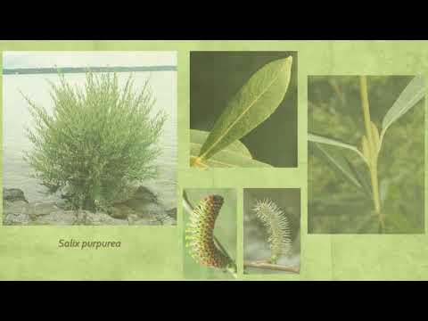 Видео: Ива-Волчеягодник