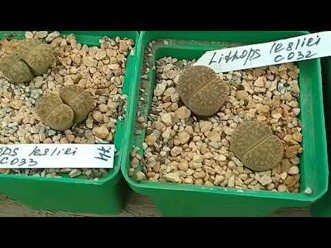 Видео: ЛитопсоЛюбы, видео для вас! Сегодня любим Lithops Lesliei . #литопсы #суккуленты #Lithops