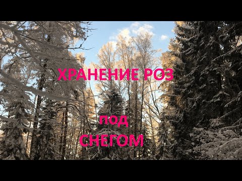 Видео: Как сохранить розы из посылки до весны. Хранение роз под снегом.
