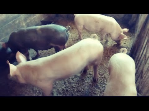 Видео: 🆘Малі поросята на Шару💵🐷Ціни на живу вагу свиней🐖💵 Таких цін ніхто не очікував‼️🤯💵