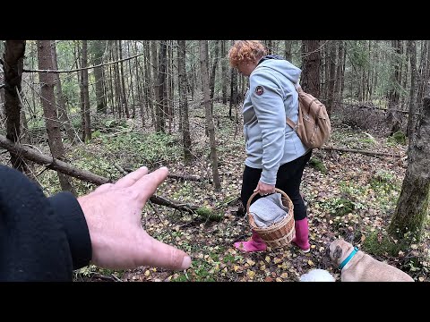 Видео: Величезна ГРИБНИЦЯ в хащах лісу!..Тут ГРИБНИКІВ НЕМАЄ! Тільки ГРИБИ!