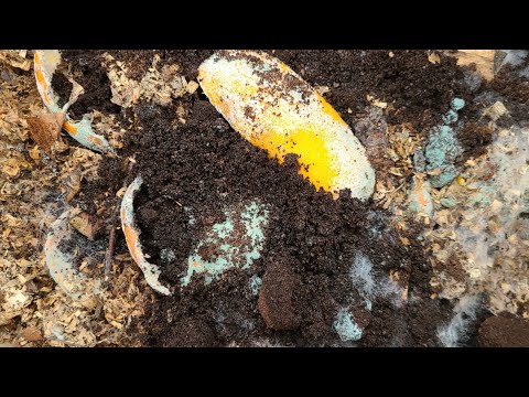 Видео: Как я размножаю ТРИХОДЕРМУ И СПОРЫ СЕННОЙ ПОЛОЧКИ .( Продаю семена томатов)