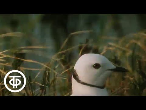 Видео: В объективе - животные. Розовая чайка (1985)