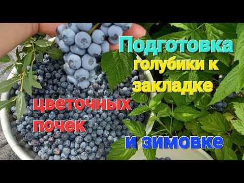 Видео: Подготовка голубики к закладке цветочных почек и ЗИМОВКЕ!!!!