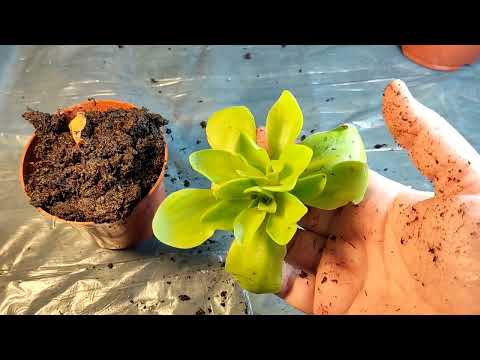 Видео: Жирянка Тина. Pinguicula Tina Пересадка.