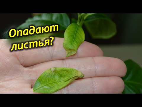 Видео: Почему опадают листья у комнатных растений?