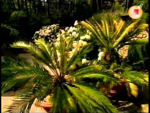 Видео: Зачарованные сады ч. 6