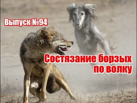 Видео: Состязание борзых по волку | Выпуск №94 (UKR)