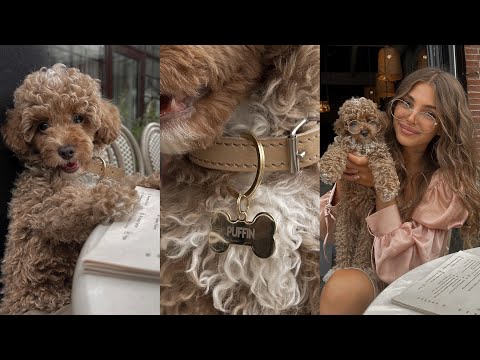 Видео: Я ЗАВЕЛА СОБАКУ! МАЛЬТИПУ плюсы породы