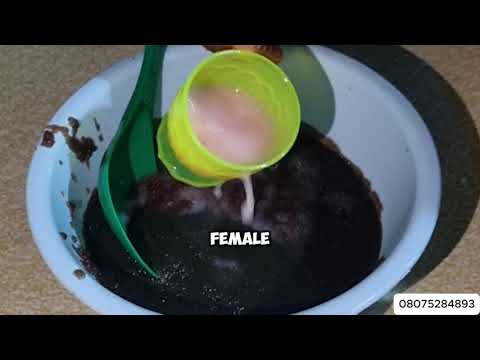 Видео: Полный курс по вылуплению сомов: от 0 до 100% уверенности! От подготовки пруда до полного вылупле...