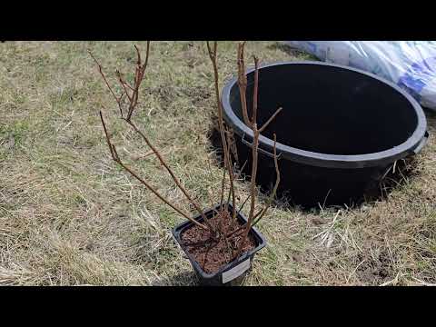 Видео: Посадка голубики в тазы - сезон 2025