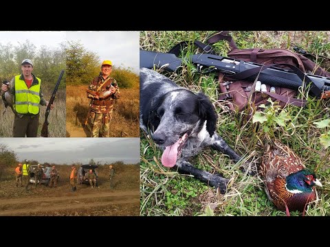 Видео: одиннадцатый выход на охоту - фазан