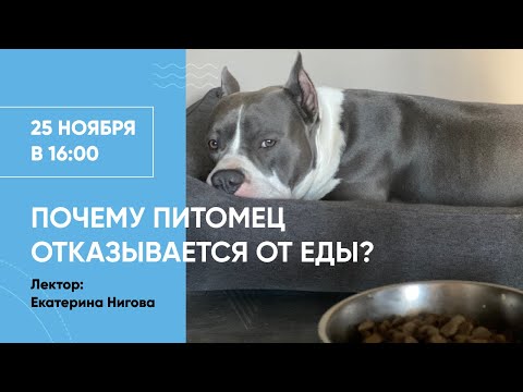 Видео: Почему питомец отказывается от еды? Вебинар Школы «Хвост Ньюс» о привередах