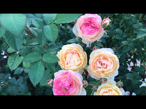 Видео: Розы. Не откажусь вопреки всему.