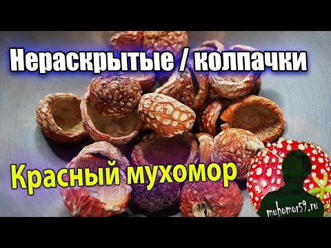 Видео: Есть немного нераскрытых шляпок красного мухомора
