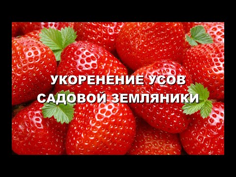 Видео: УКОРЕНЕНИЕ УСОВ КЛУБНИКИ